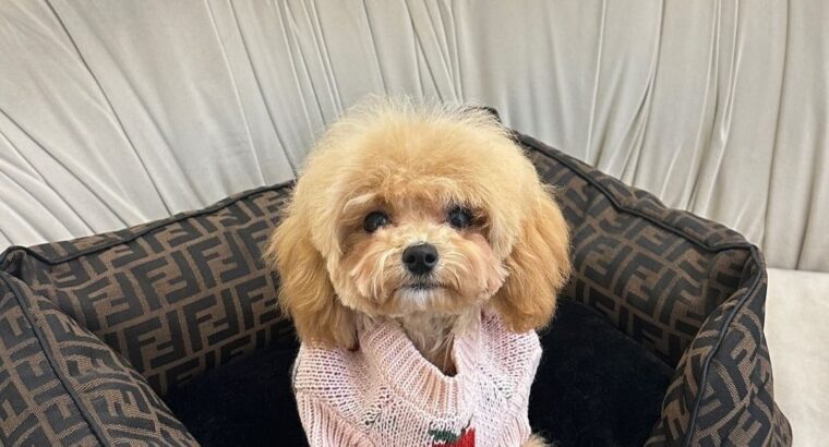 Maltipoo boy