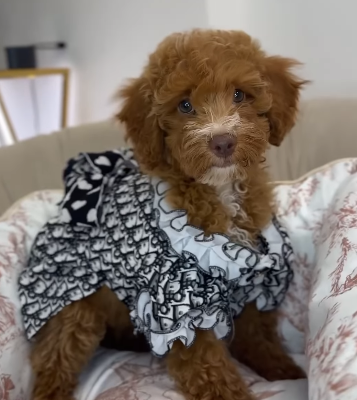 perfect Goldendoodle Girl