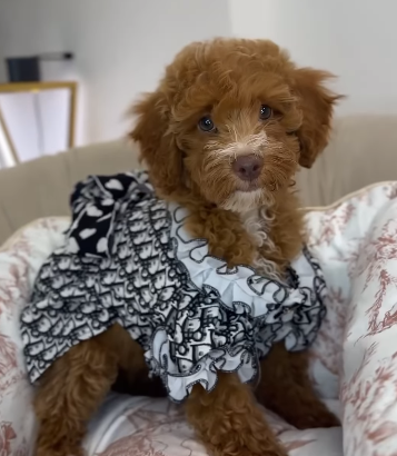 perfect Goldendoodle Girl