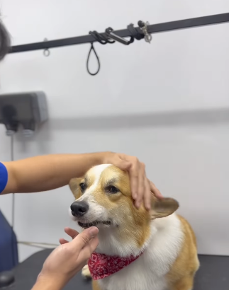 Elevate your pet’s pampering experience with our f