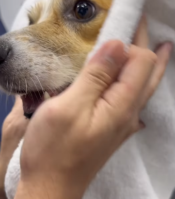 Elevate your pet’s pampering experience with our f