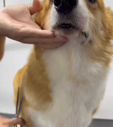 Elevate your pet’s pampering experience with our f