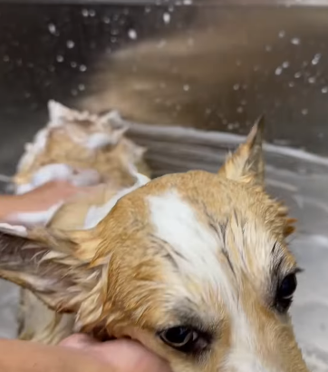 Elevate your pet’s pampering experience with our f
