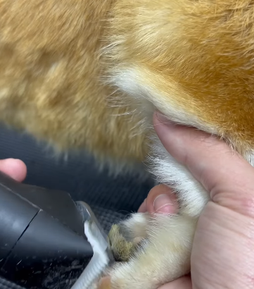 Elevate your pet’s pampering experience with our f