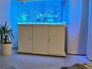 Beautiful Smart Collection Fish Aquarium For Sale