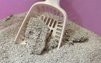 DREAM CAT CLUMPING LITTER FOR SALE