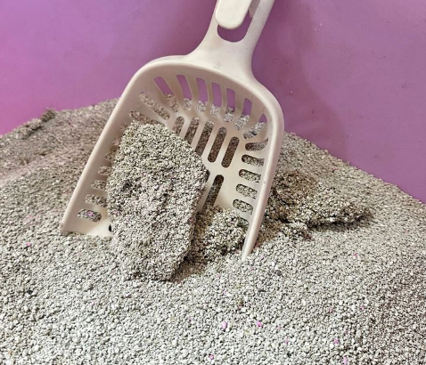 DREAM CAT CLUMPING LITTER FOR SALE