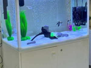 Aquarium 80cm for sale