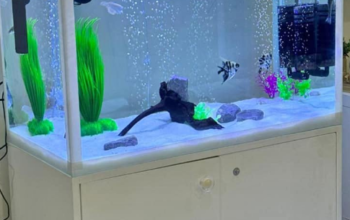 Aquarium 80cm for sale