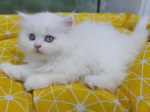 Persian Cat