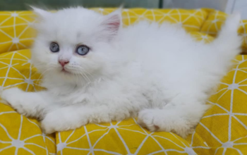 Persian Cat