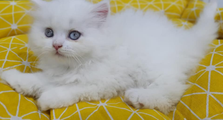 Persian Cat