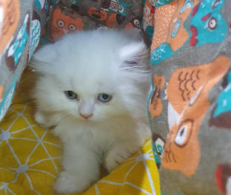 Persian Cat