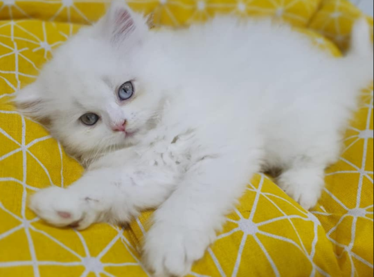 Persian Cat