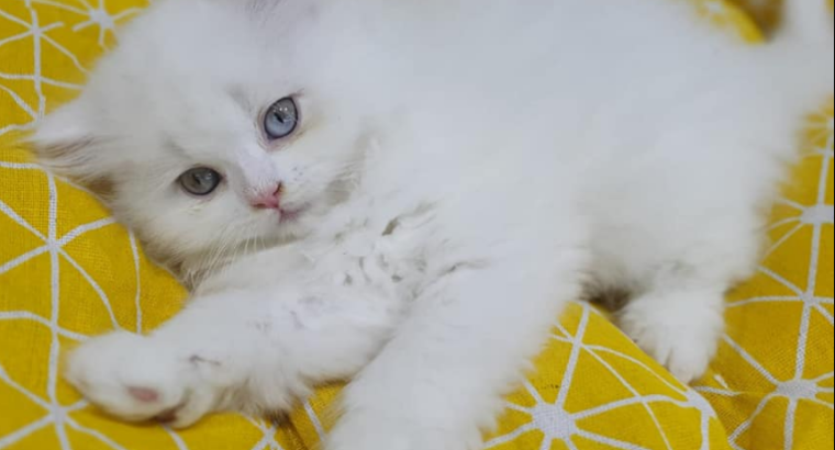 Persian Cat
