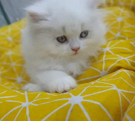 Persian Cat