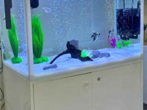 Aquarium 80cm for sale