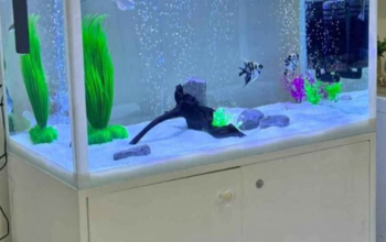 Aquarium 80cm for sale