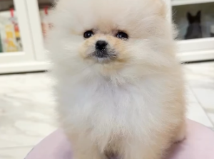 Baby Girl Pomeranian