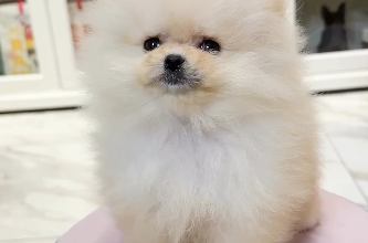 Baby Girl Pomeranian