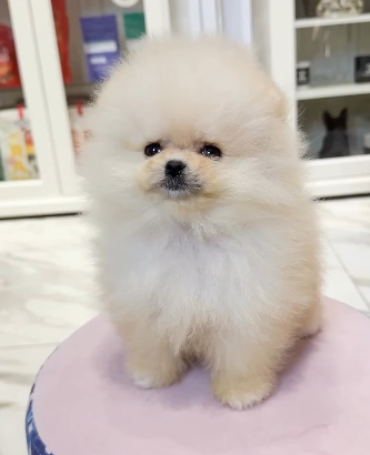 Baby Girl Pomeranian