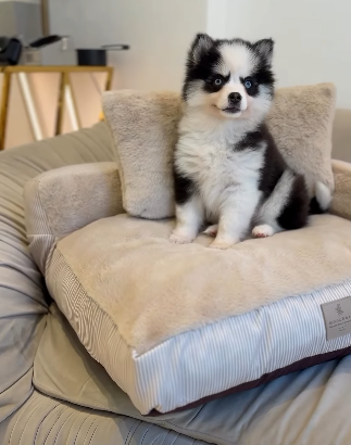 Baby Girl Pomsky