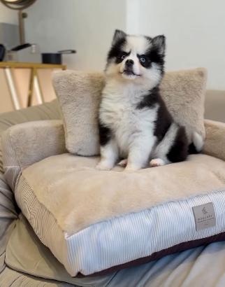 Baby Girl Pomsky