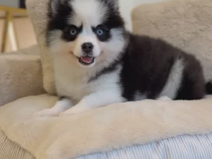 Baby Girl Pomsky