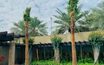 توريد وزراعة جميع أصناف النخيل و ال واشونتويا