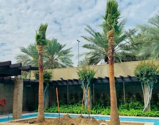 توريد وزراعة جميع أصناف النخيل و ال واشونتويا