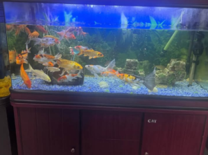 Fish Aquarium Tank 1.2 Meter For Sale