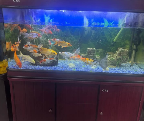 Fish Aquarium Tank 1.2 Meter For Sale