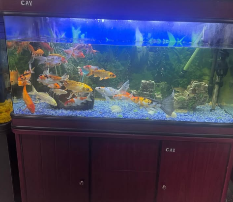 Fish Aquarium Tank 1.2 Meter For Sale