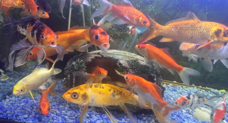 Fish Aquarium Tank 1.2 Meter For Sale