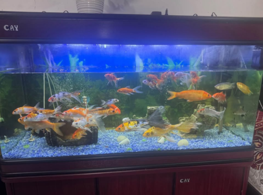 Fish Aquarium Tank 1.2 Meter For Sale