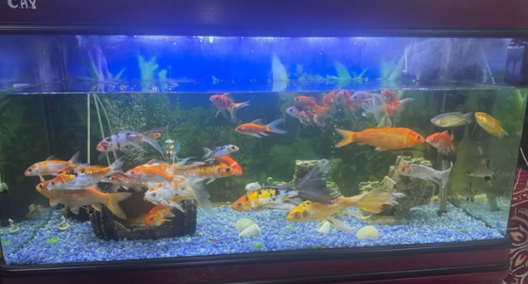 Fish Aquarium Tank 1.2 Meter For Sale