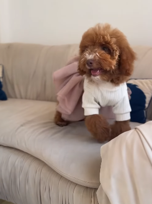 Mister and Miss Mini Goldendoodle