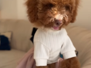 Mister and Miss Mini Goldendoodle