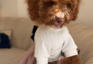 Mister and Miss Mini Goldendoodle