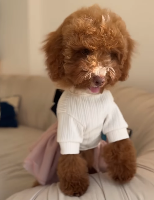 Mister and Miss Mini Goldendoodle