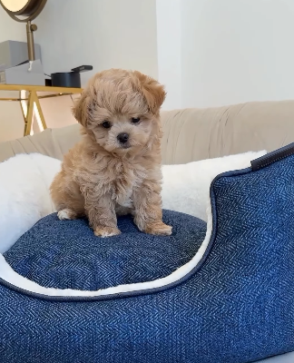 Maltipoo Boy