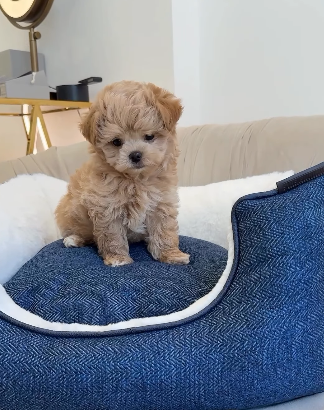 Maltipoo Boy