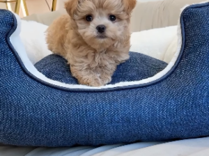 Maltipoo Boy