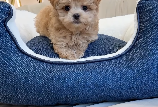 Maltipoo Boy