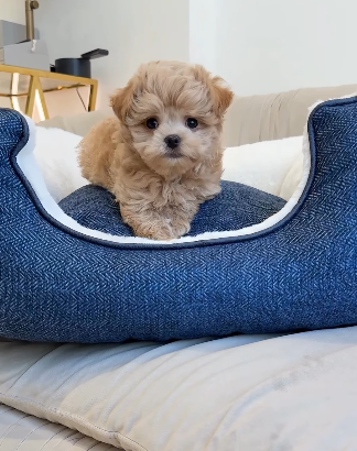 Maltipoo Boy
