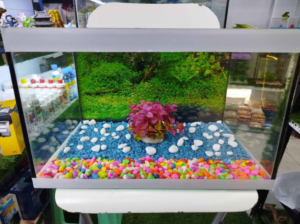 Smart Customized Fish Tank With Decoration & Fishe