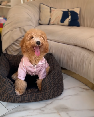 Mister and Miss Mini Goldendoodle