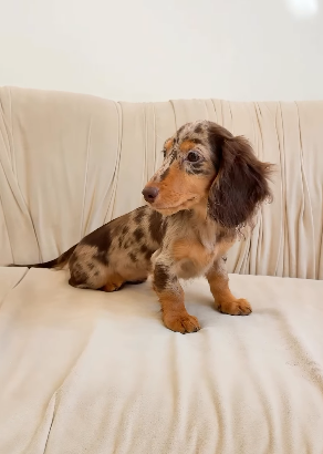 Baby Girl Dachshund