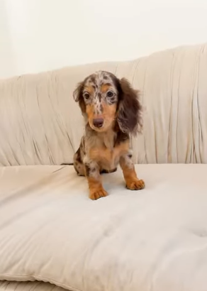 Baby Girl Dachshund