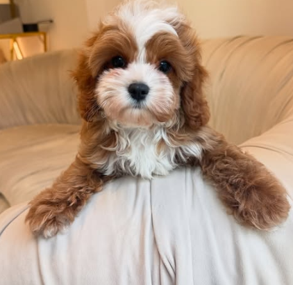 Cavapoo Boy
